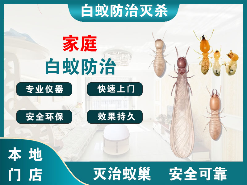 乐清市家庭白蚁防治