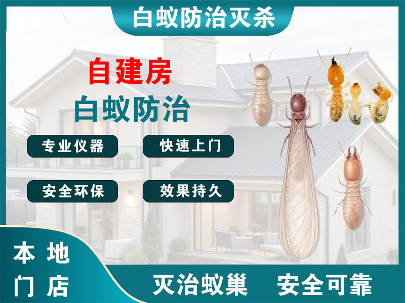 乐清市自建房白蚁防治