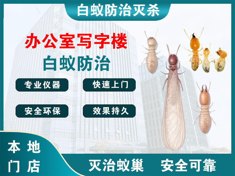 乐清市办公室写字楼白蚁防治