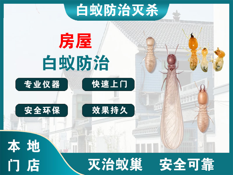 乐清市房屋白蚁防治